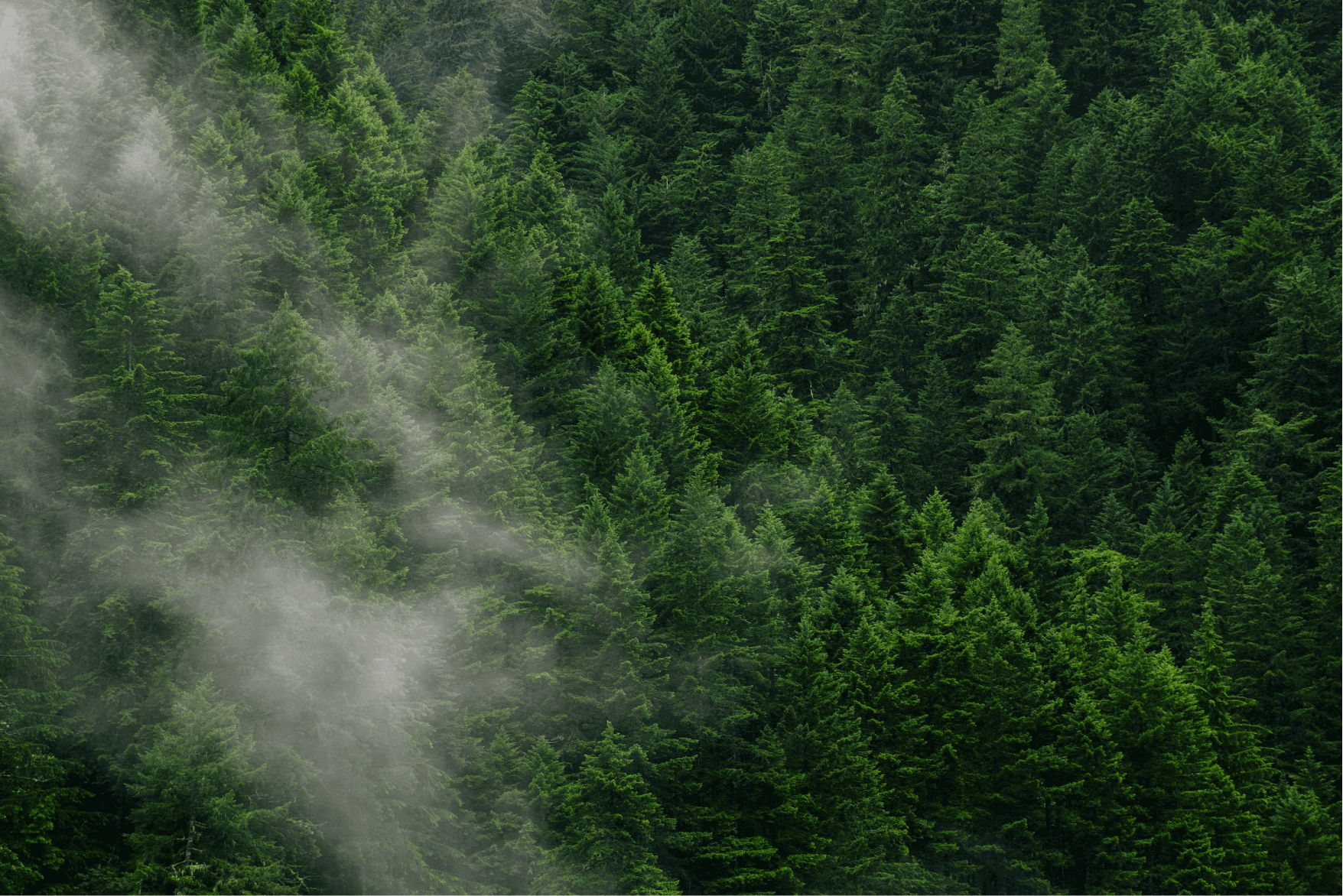 ★韓国の人気★【New era】★OUTDOOR FOREST GRAPHIC WASHIN.G★ Korea's First Voluntary Carbon Trading Platform